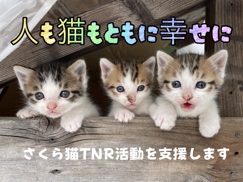 木枠から3匹の子猫が顔を出している。