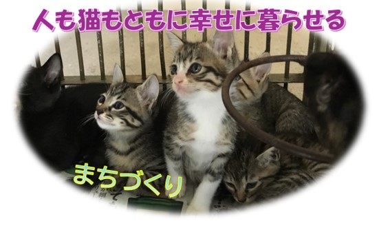 プロジェクトのメイン画像。みあげる子猫たち。