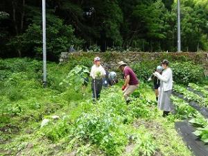 野菜畑の草引きをする留学児童の写真