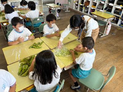 麻生小学校の子どもたちがさやとりしている写真