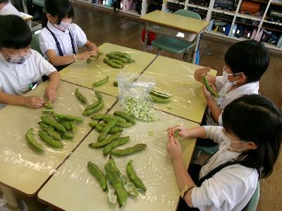 麻生小学校の子どもたちがさやとりしている写真