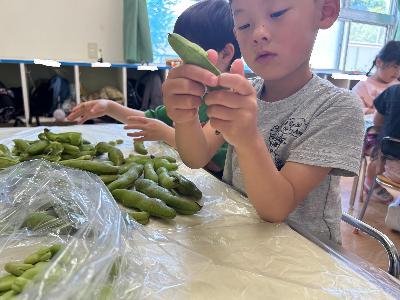 砥部こども園の子どもたちがさやとりしている写真