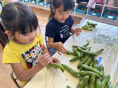 砥部こども園の子どもたちがさやとりしている写真