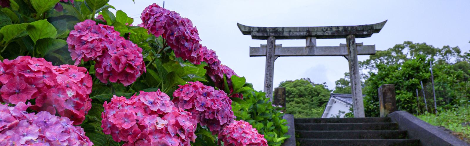 外山集会所近くの祇園神社へ続く石段脇のあじさい