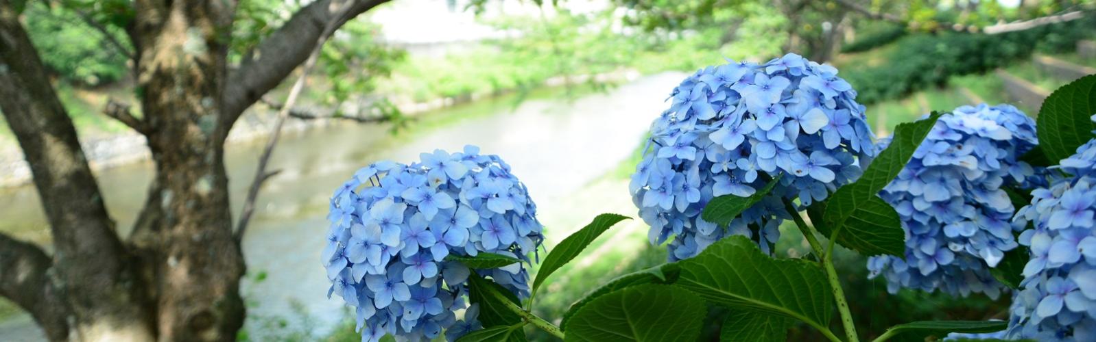 赤坂泉の紫陽花