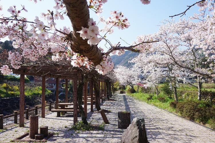 衝上断層公園の桜