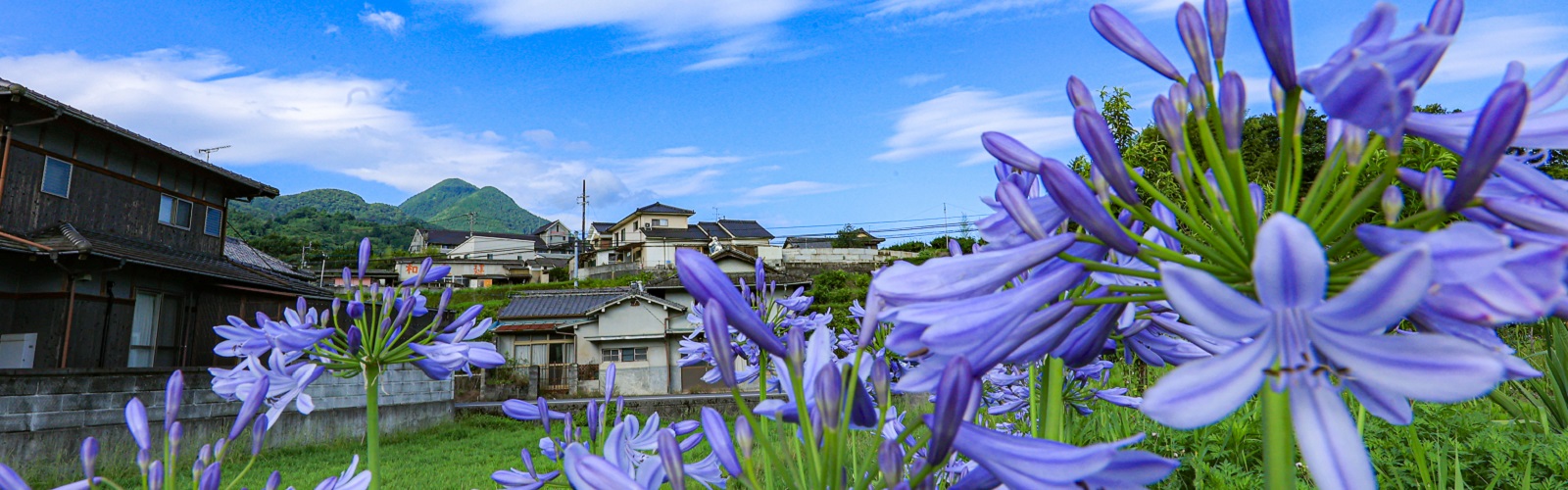 青空の下アガパンサスが咲く岩谷地域の風景