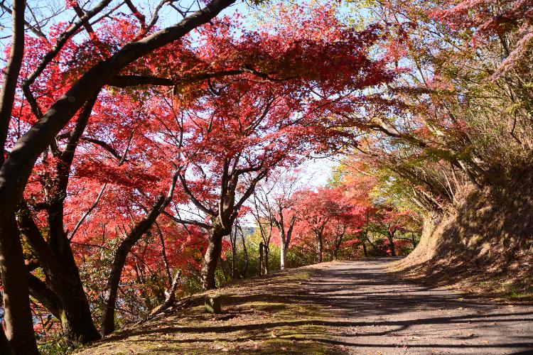 古代の森＿紅葉