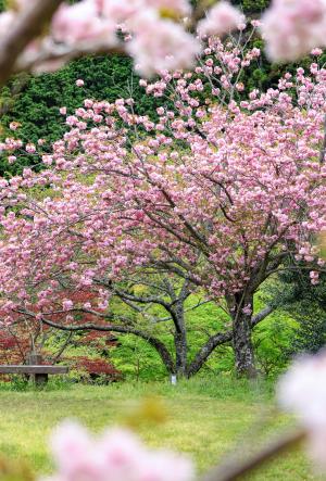 銚子ダム公園内の桜が満開の様子の写真