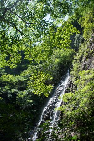 木が生い茂っている中で雄大な姿を見せる銚子滝の写真