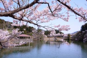 晴天の青空の下、長曽池とその周辺の自然を背景に、花を咲かせる様子が撮影された桜の写真
