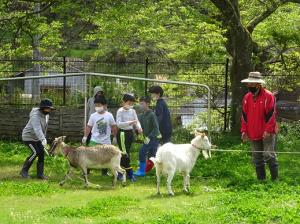 ヤギと触れ合う留学児童の写真