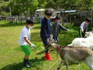 ヤギにえさを与える留学児童の写真