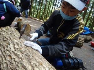 丁寧にコマ菌を打ち込む留学児童の写真