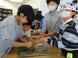 茶葉を揉む留学児童の写真