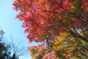 古岩屋荘近くの紅葉のようすの写真