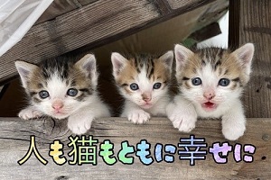 猫のクラウドファンディング（外部リンク）