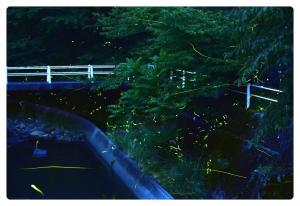 天然の源氏ホタルが乱舞する幻想的な川沿いの写真