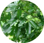 瑞々しい緑色の葉が生い茂っているクヌギの木の写真
