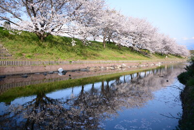 赤坂泉公園のソメイヨシノ（重光）201903
