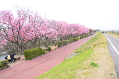 赤坂泉の陽光桜（重光）202303