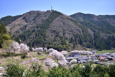ひろた交流センターの桜1（総津）202004