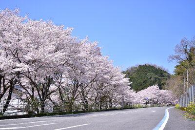 ひろた交流センターの桜2（総津）202004