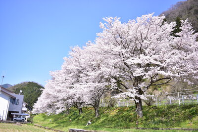 ひろた交流センターの桜3（総津）202004