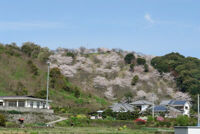 金毘羅山公園の桜山並（麻生）200704