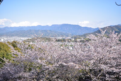 金毘羅山公園のソメイヨシノ（麻生）202304