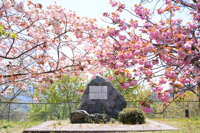 金毘羅山公園の桜・石碑（麻生）201904