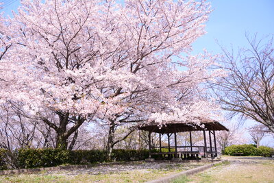 金毘羅山公園のソメイヨシノ（麻生）201904