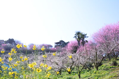 七折梅園の梅（七折）201902