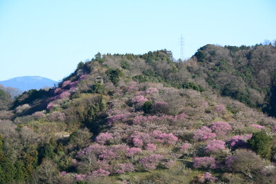 七折梅園の梅（七折）201803