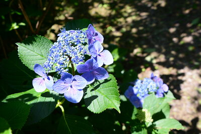 理正院の紫陽花（三角）201806