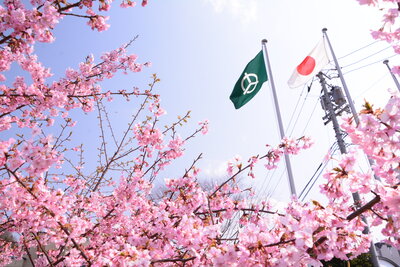 砥部町役場の彼岸桜（宮内）201903