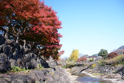 衝上断層公園のモミジの紅葉（岩谷口）201711