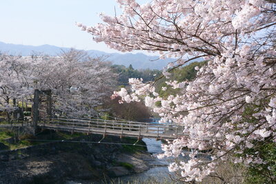 衝上断層公園のソメイヨシノ（岩谷口）201803