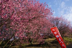濃いピンク色をした満開の花が咲く、1本の梅の木を写した写真