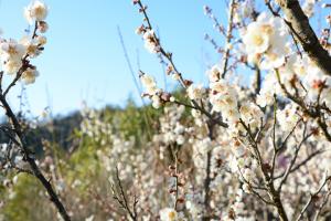 雲の無い青空に七折小梅の満開の花が咲いている梅園の写真