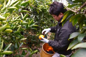せとかの木から生産者の青木さんが蜜柑を収穫している写真