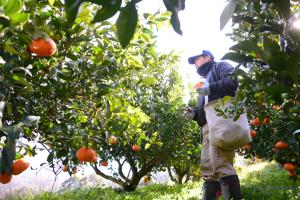 甘平の木から生産者黒川さんが蜜柑を収穫している写真