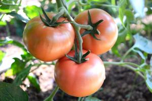 温室の中で育った赤く実った3個のトマトの写真