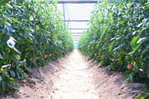 温室の中のトマト畑の道の左右にトマトが植えてある写真