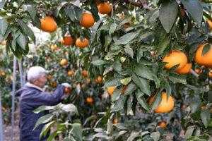 紅まどんなの木から生産者前田さんが蜜柑を収穫している写真